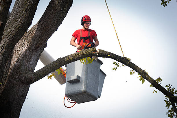 Best Emergency Tree Service  in USA